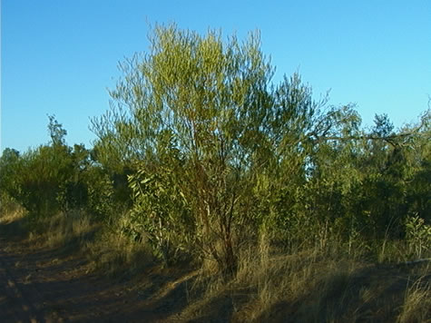 acacia_scrubland.jpg