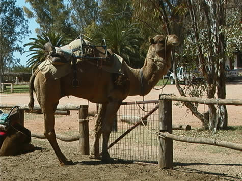 camel_by_gate.jpg