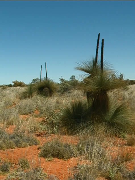 australian desert plants