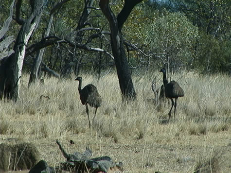 emus_in_brush.jpg