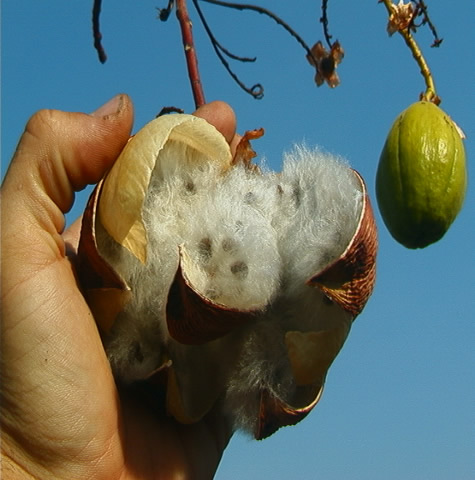 kapok_pod_and_seeds.jpg