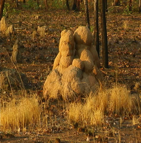 lumpy_termite_mound.jpg