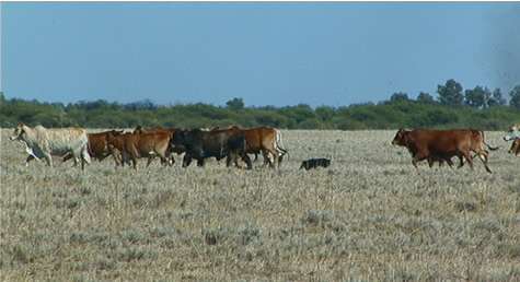 pig_running_cattle.jpg