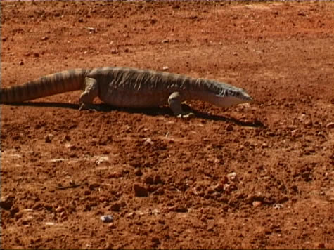 urandangi_goanna.jpg