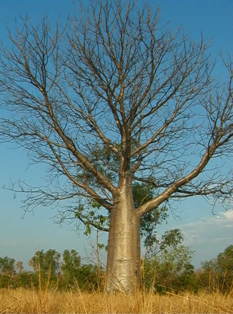 boab_tree.jpg