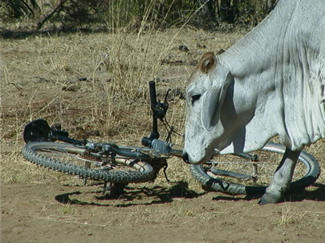 brahman_bike.jpg
