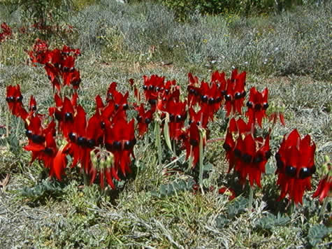 sturt_desert_pea.jpg