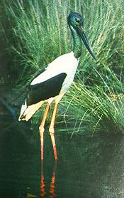 black_necked_stork.jpg