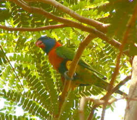 red_collared_lorikeet.jpg