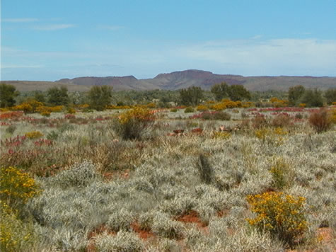 wildflower_landscape.jpg