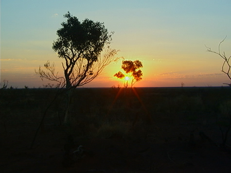 tree_silhou_horizon.jpg