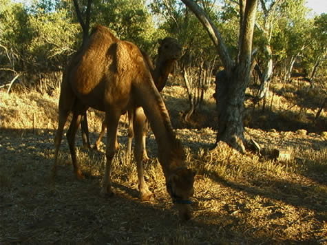 paddock_camels.jpg