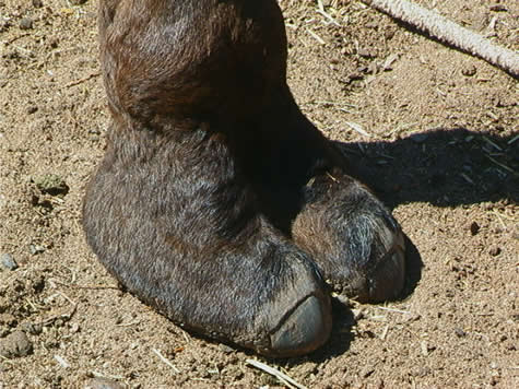 camel_toes.jpg