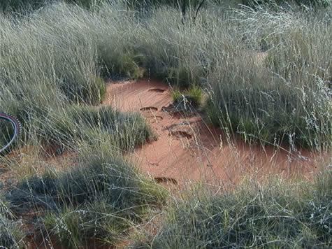 prints_spinifex.jpg