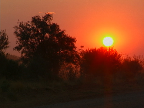 silhouette_trees_sun.jpg