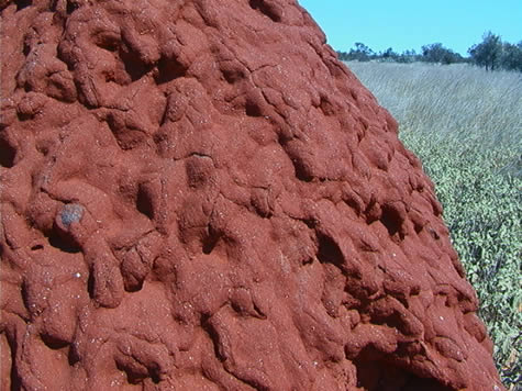 termite_mound_close-up2.jpg