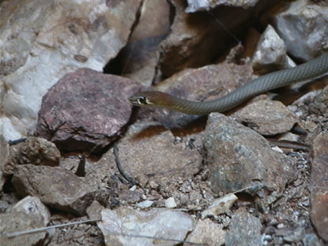 whip_snake_in_old_mine.jpg