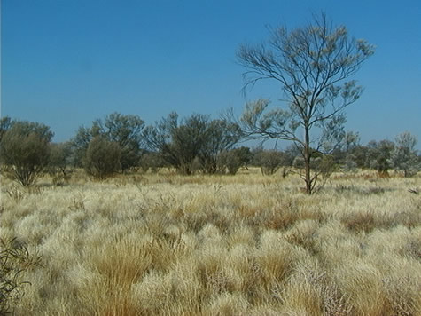 acacia_grassland.jpg