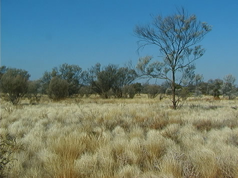 australian grasslands