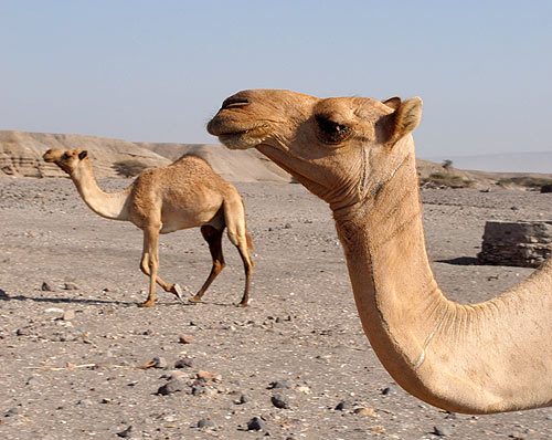 2camels.jpg