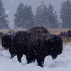 buffalo_snow.jpg