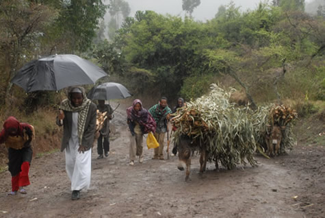 folks_walking_donkeys_rain.jpg