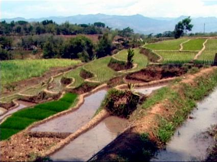 rice_paddy_long.jpg