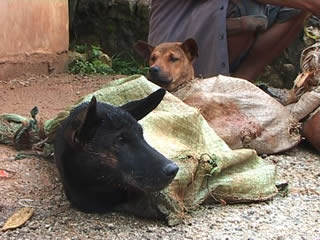 Laos Dogs