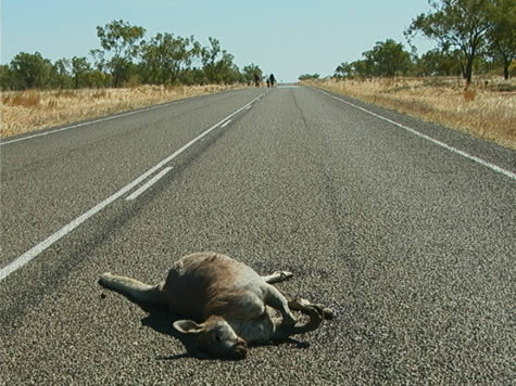 bikers_and_road_kill.jpg