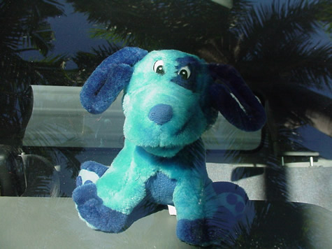 bluedog_close.2jpg.jpg