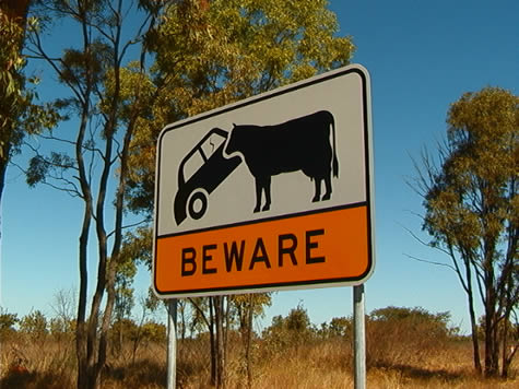 car_stomping_cow_sign.jpg