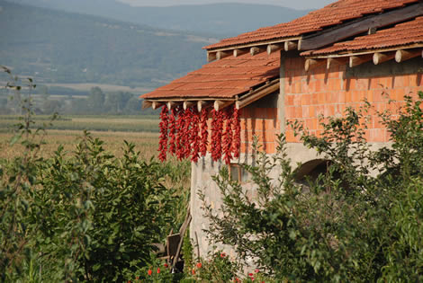 chilis_under_eaves.jpg