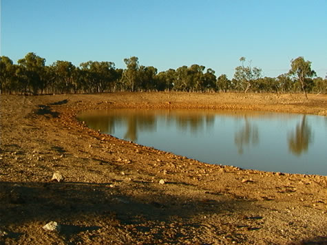 dam_dirt_and_treeline.jpg