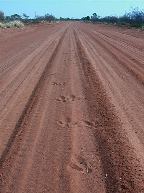 emu_tracks.jpg