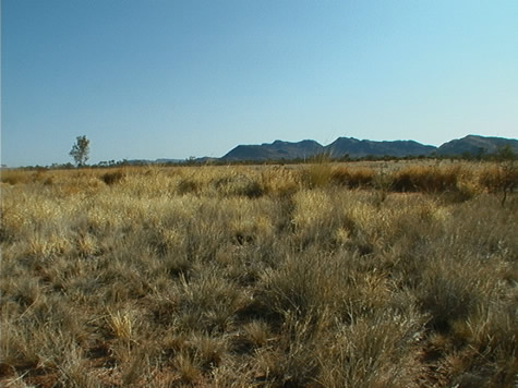 grassland_blue_hills.jpg