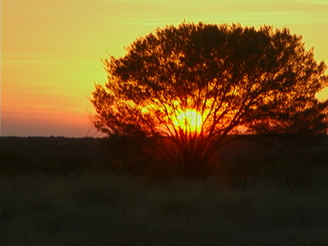 low_sun_tree_silhou.jpg